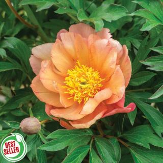 Singing in the Rain Itoh Peony Thumbnail
